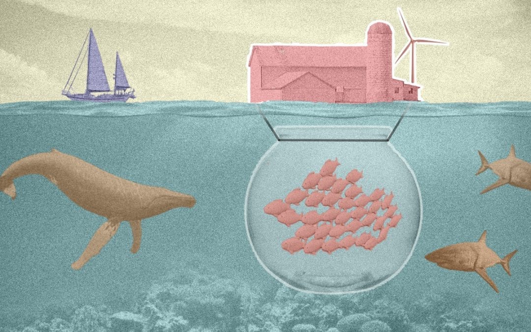 Meer uit de zee met duurzame kweekvis